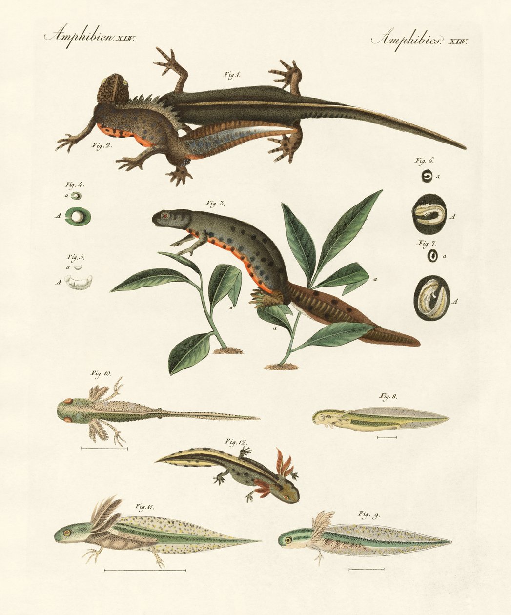 Natural history of sea salamander (coloured engraving) بواسطة المدرسة الألمانية