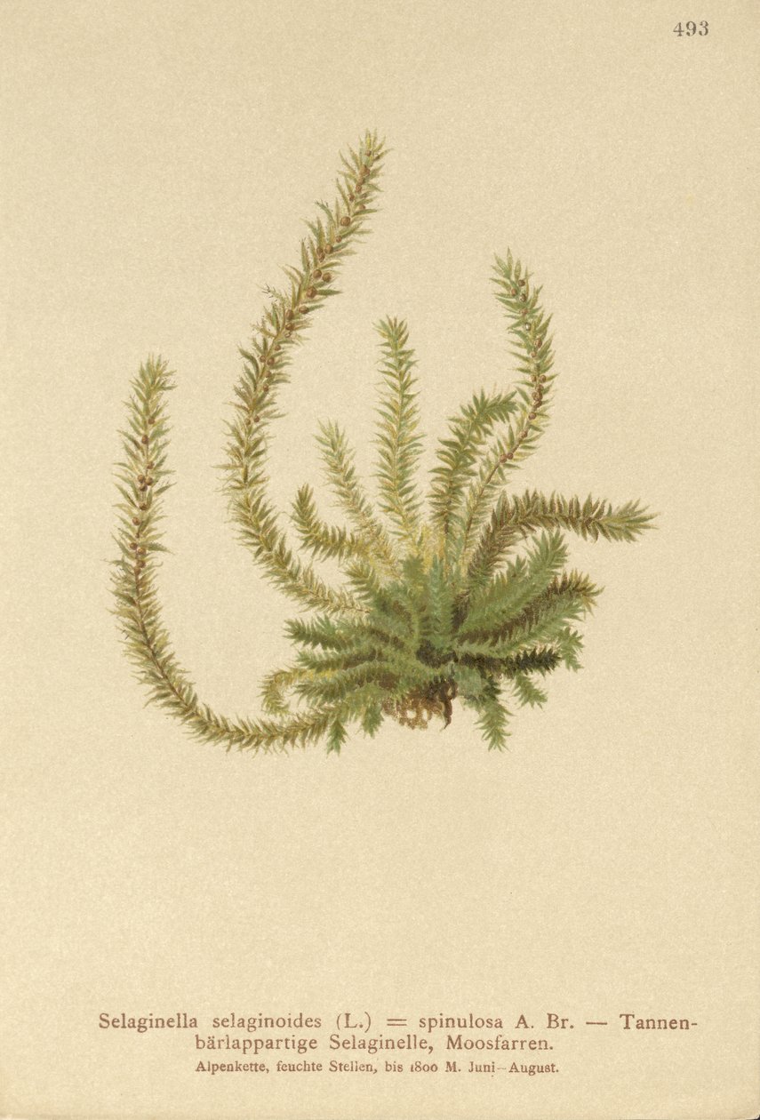 Spikemoss الشمالية (Selaginella selaginoides ، Selaginella spinulosa ، Lycopodium selaginoides ، Bernhardia spinosa) بواسطة المدرسة الألمانية