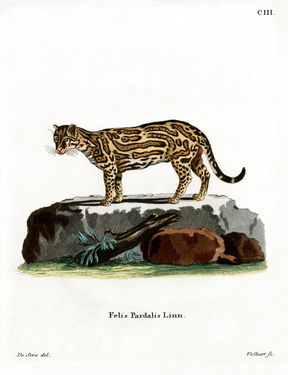 Ocelot (نقش ملون) بواسطة المدرسة الألمانية