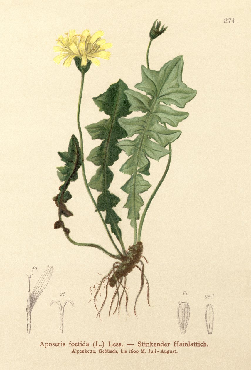 سلطة الخنزير الرائحة (Aposeris foetida) بواسطة المدرسة الألمانية