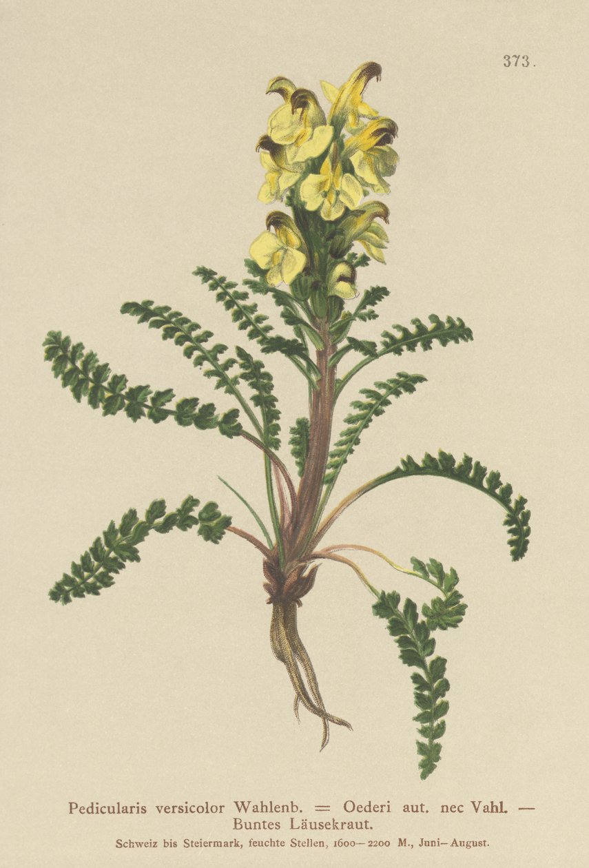Oeders Lousewort (Pedicularis versicolor ، Pedicularis Oederi) بواسطة المدرسة الألمانية