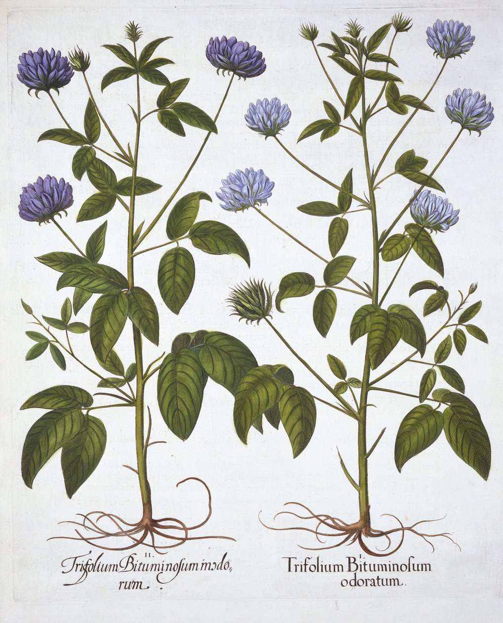 البرسيم المزهر ، من Hortus Eystettensis ، بقلم Basil Besler (1561-1629) ، حانة. 1613 (نقش يدوي) بواسطة المدرسة الألمانية