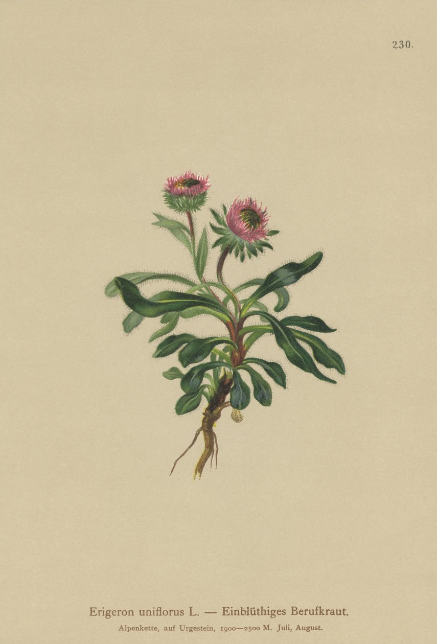 Oneflower Fleabane (Erigeron uniflorus) بواسطة المدرسة الألمانية