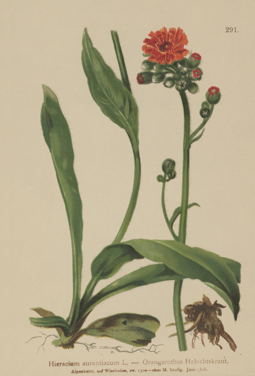 طائر الصقر البرتقالي (Hieracium aurantiacum ، Hieracium brunneocroceum ، Pilosella aurantiaca) بواسطة المدرسة الألمانية