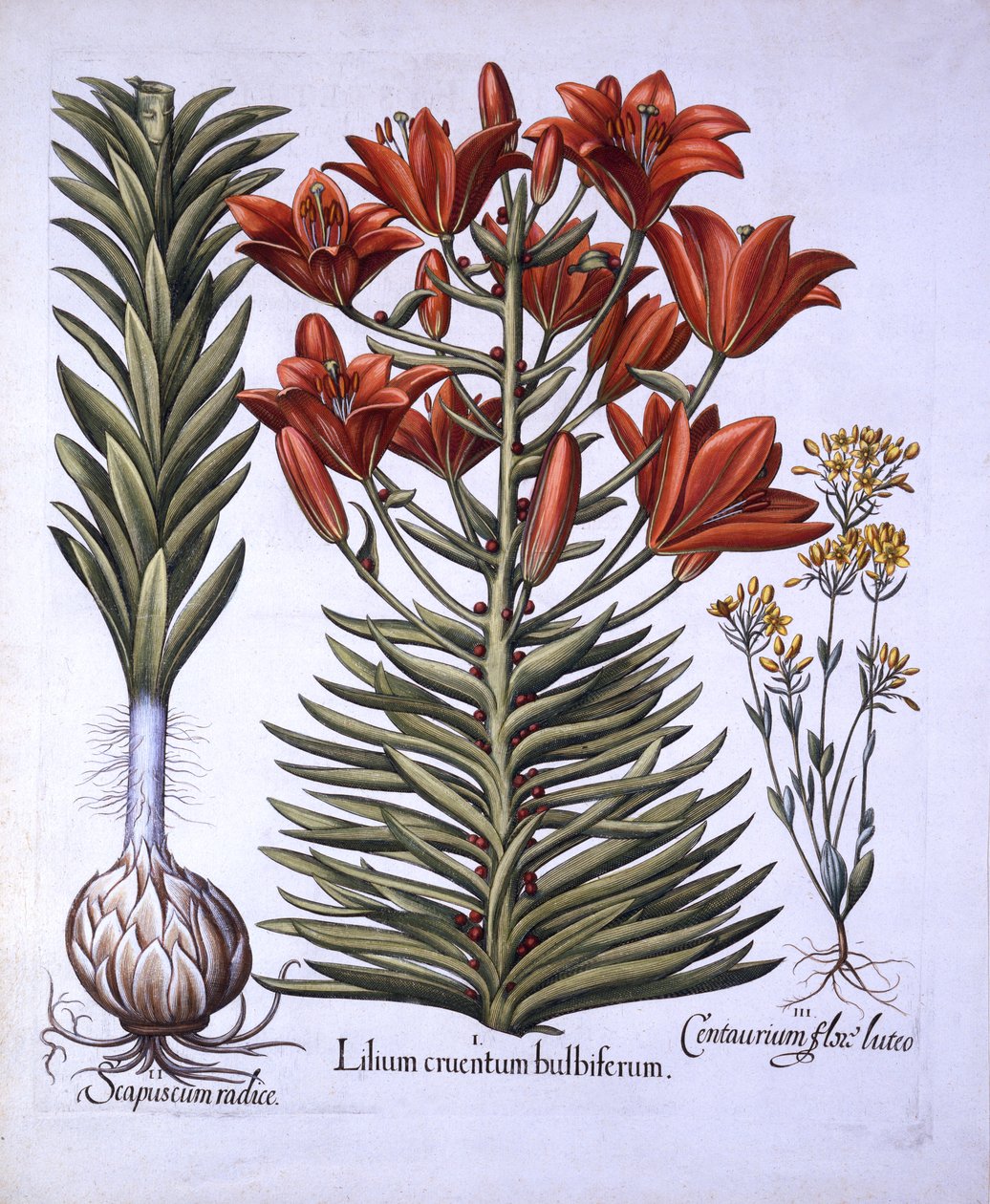 زنبق برتقالي مع لمبات ومصابيح ، في وقت متأخر من بلومستوريا المزهرة ، من Hortus Eystettensis ، بقلم Basil Besler (1561-1629) ، حانة. 1613 (نقش يدوي) بواسطة المدرسة الألمانية