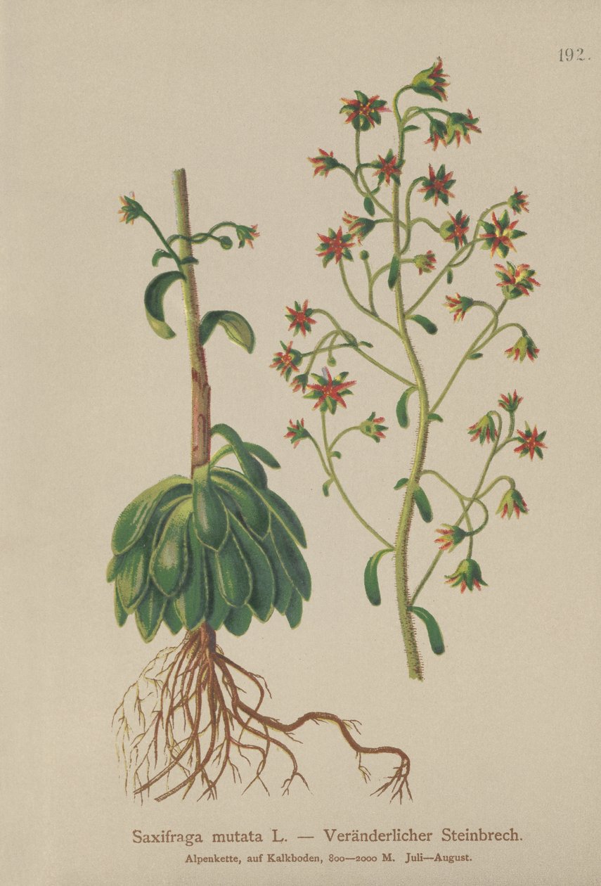 Orange Saxifrage (Saxifraga mutata) بواسطة المدرسة الألمانية