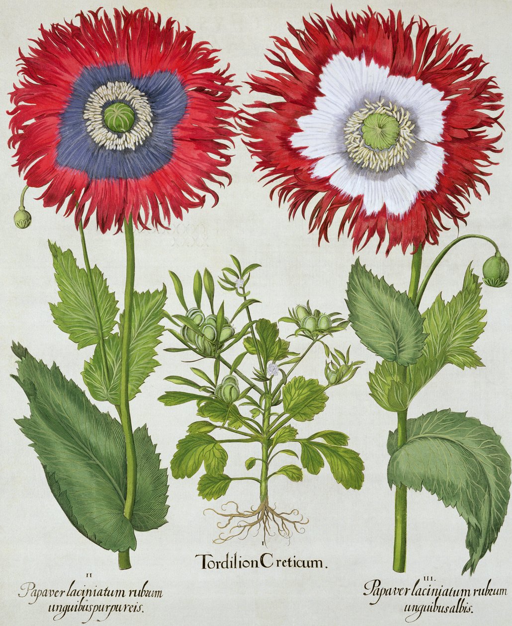 الخشخاش الزخرفي ، من Hortus Eystettensis بقلم باسل بيسلر (1561-1629) ، حانة. 1613 بواسطة المدرسة الألمانية