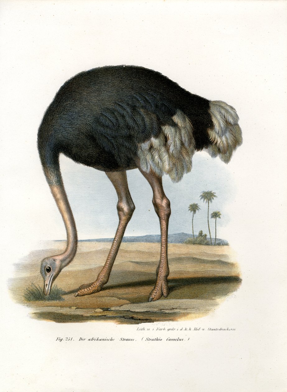 النعامة ، 1864 بواسطة المدرسة الألمانية