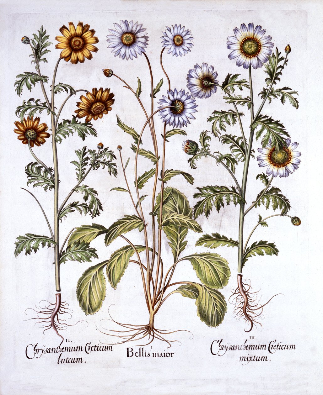 Oxe Eye Daisy و Crown Daisy ، من Hortus Eystettensis ، بقلم Basil Besler (1561-1629) ، حانة. 1613 (نقش يدوي) بواسطة المدرسة الألمانية