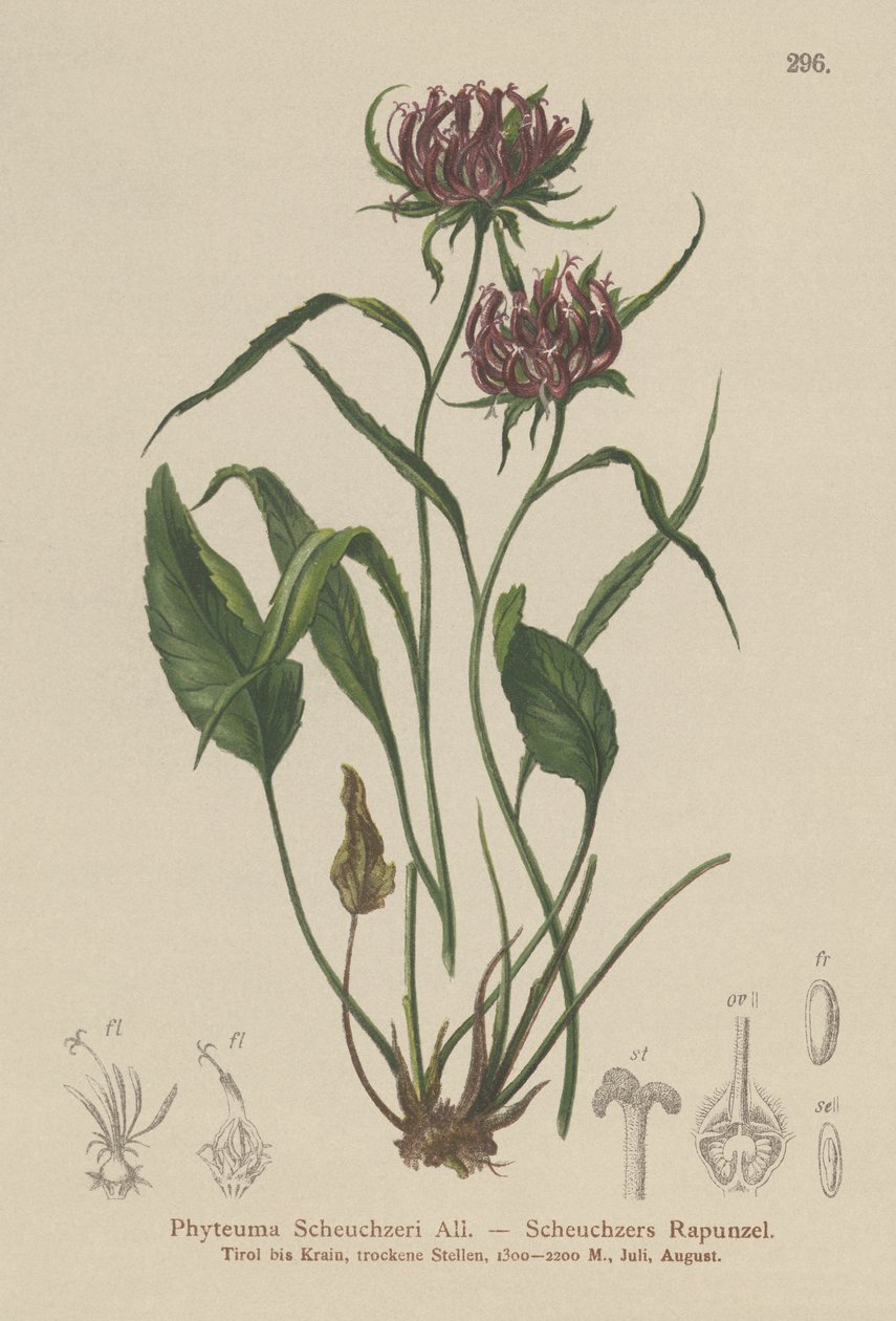 Oxford Rampion (Phyteuma Scheuchzeri) بواسطة المدرسة الألمانية