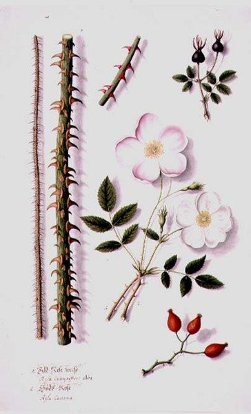 PD.98-1973f.14 White Field Rose (Rosa silvestris alba) and Dog Rose (Rosa canina) حوالي عام 1820 (ألوان مائية وغواش) بواسطة المدرسة الألمانية