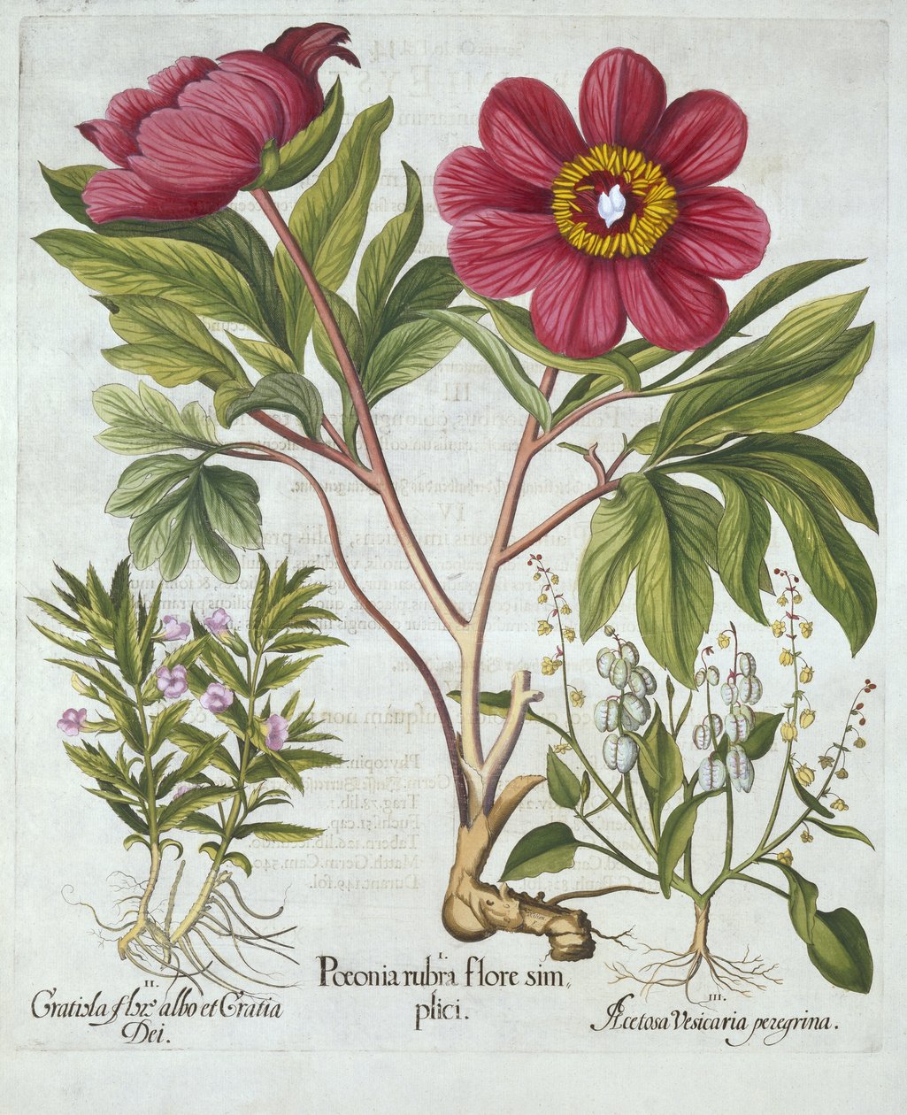 Paeony ، Hedge Hyssop and Sheeps Sorrel ، من Hortus Eystettensis ، بقلم Basil Besler (1561-1629) ، حانة. 1613 (نقش يدوي) بواسطة المدرسة الألمانية
