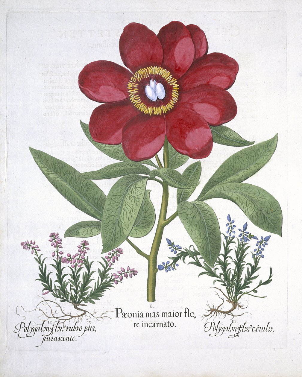Paeony واثنين من المضلعات ، من Hortus Eystettensis ، بقلم Basil Besler (1561-1629) حانة. 1613 (نقش يدوي) بواسطة المدرسة الألمانية