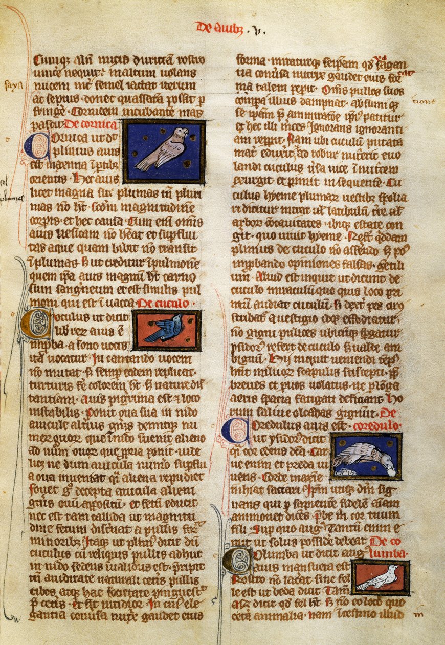 Page from De Natura Rerum on birds, by Albertus Magnus (circa 1200-1280) بواسطة المدرسة الألمانية