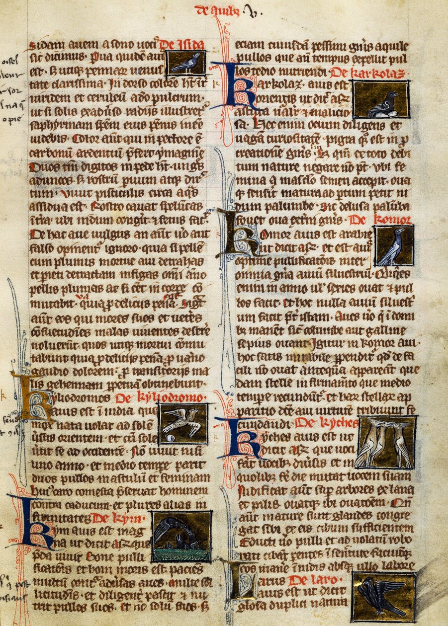 Page from De Natura Rerum on birds, by Albertus Magnus (circa 1200-1280) بواسطة المدرسة الألمانية