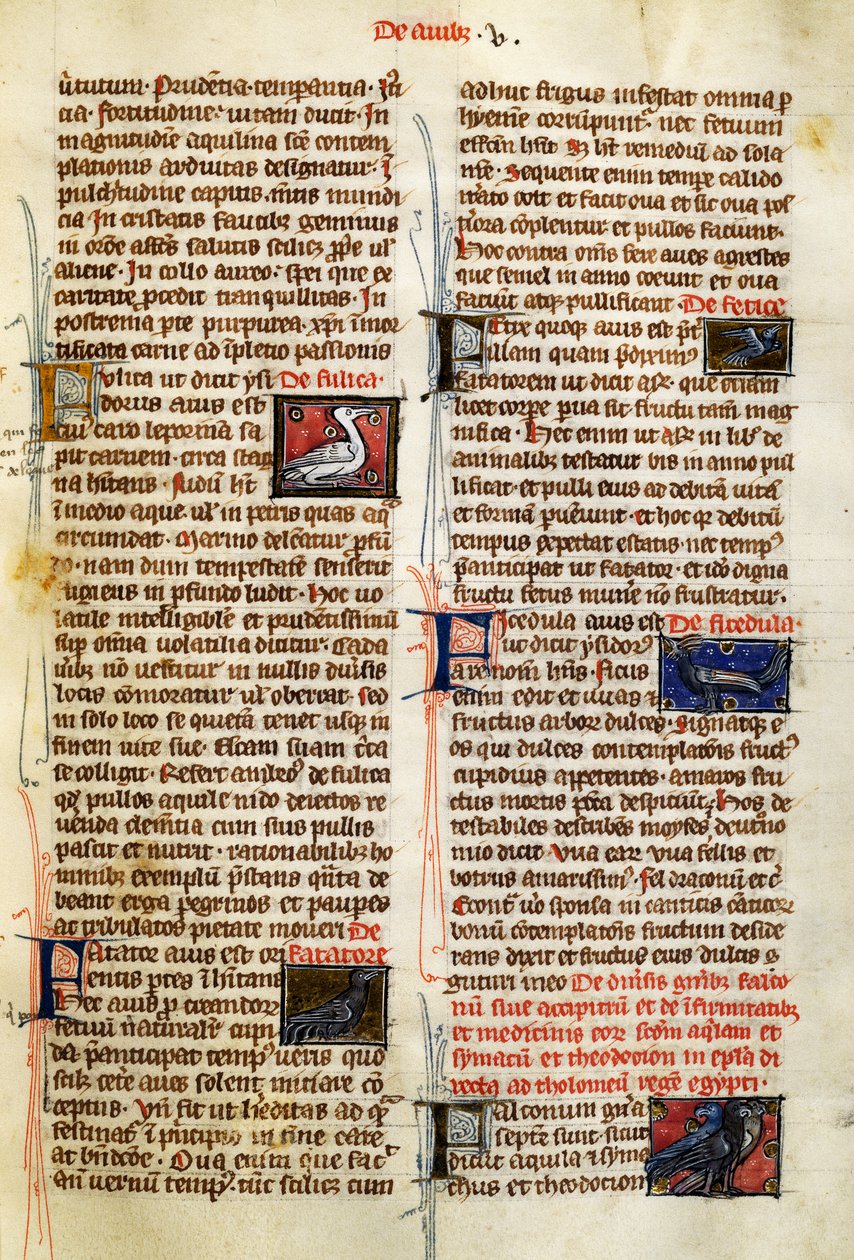 Page from De Natura Rerum on birds, by Albertus Magnus (circa 1200-1280) بواسطة المدرسة الألمانية