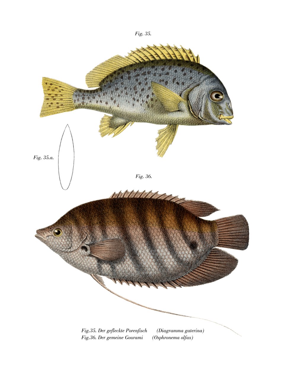 Sweetlips المطلية (لون ليثو) بواسطة المدرسة الألمانية