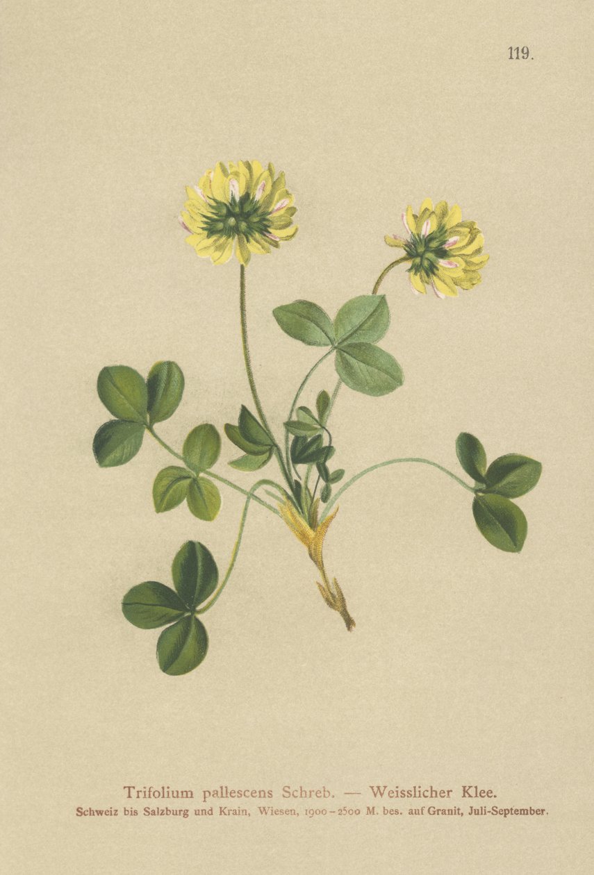 شاحب البرسيم (باليسنس Trifolium) بواسطة المدرسة الألمانية