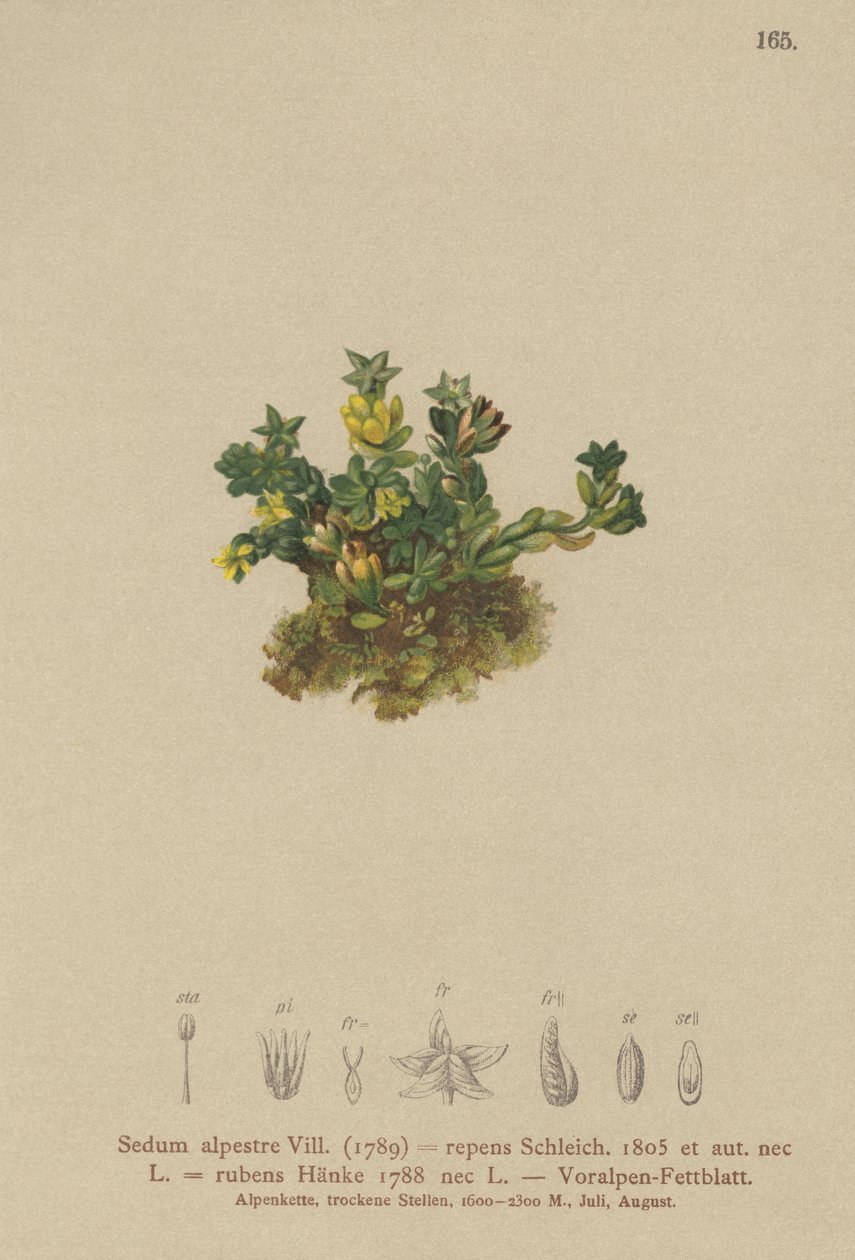شاحب Stonecrop (Sedum alpestre ، أخضر يزحف أحمر أخضر) بواسطة المدرسة الألمانية