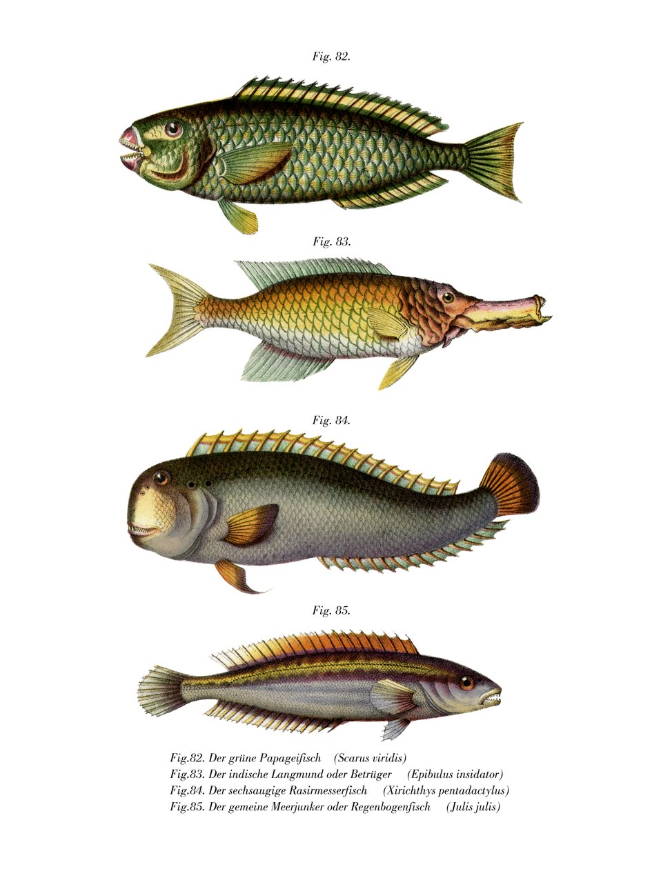 Palecheek Parrotfish (لون ليثو) بواسطة المدرسة الألمانية