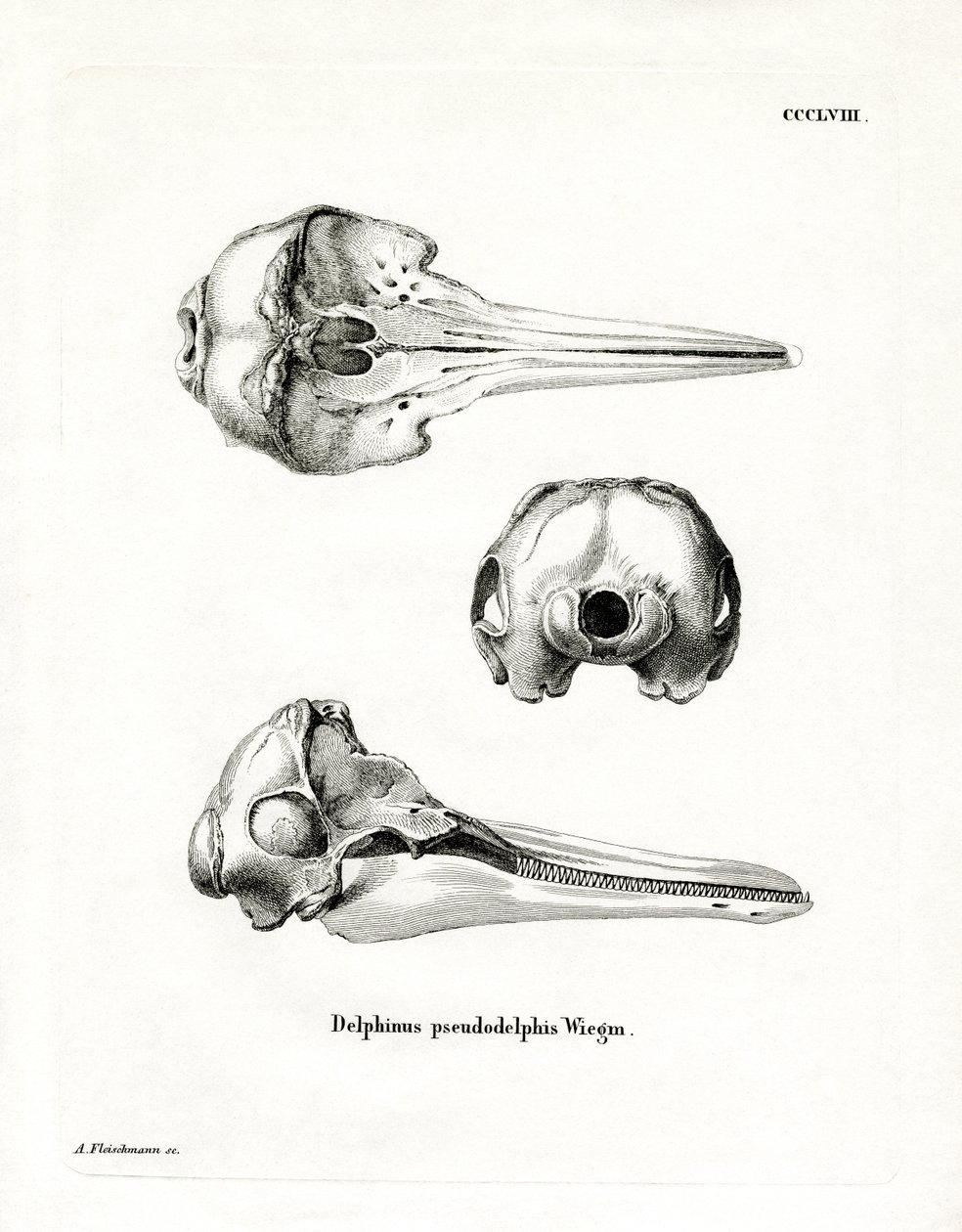 Pantropical Spotted Dolphin Skull (coloured engraving) بواسطة المدرسة الألمانية