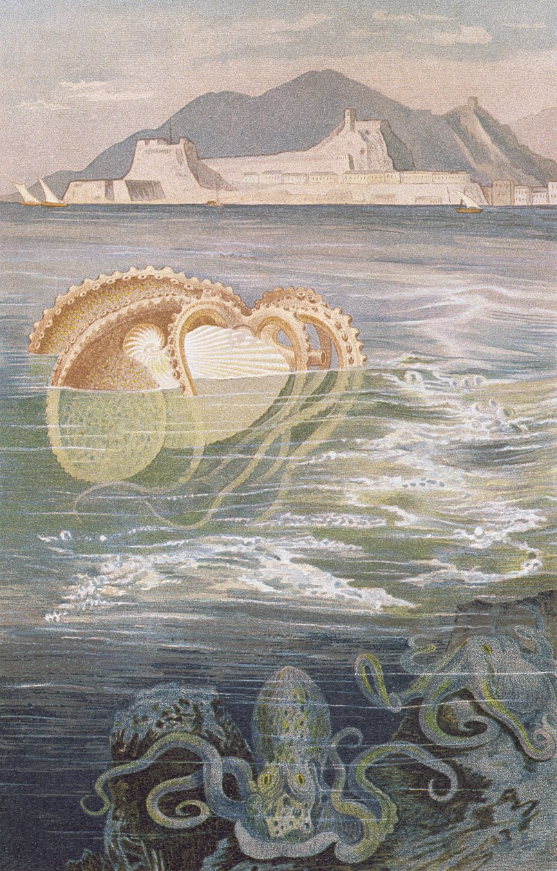 ورقة Nautilus ، لوحة من Brehms Tierleben: Allgemeine Kunde des Tierreichs ، المجلد 10 ، ص 277 ، نشره معهد Bibliographisches ، 1893 بواسطة المدرسة الألمانية