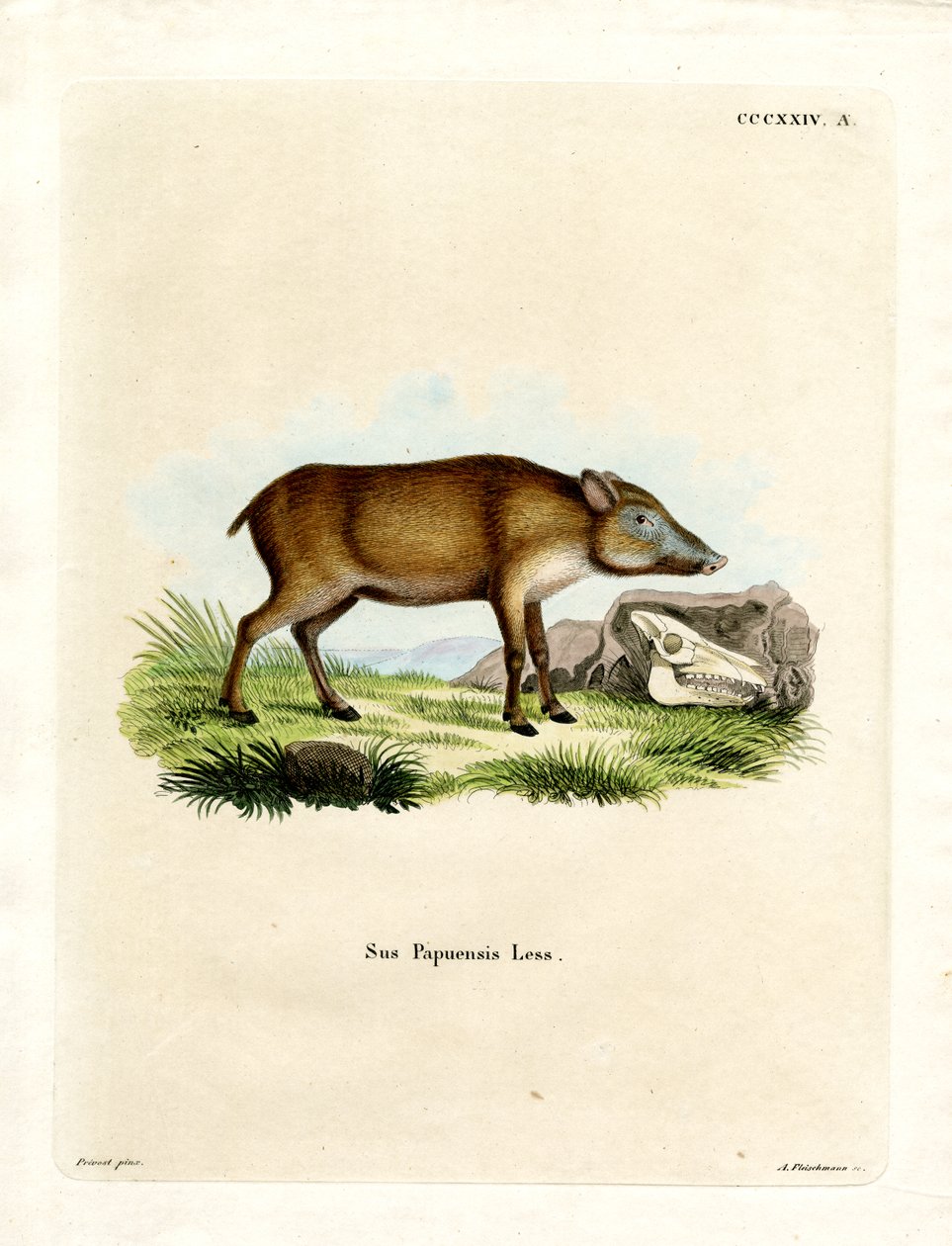 Papuan Wild Boar بواسطة المدرسة الألمانية