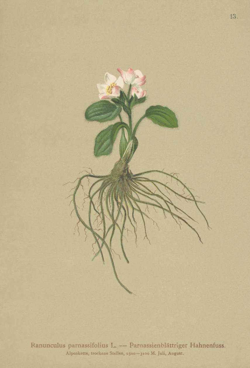 حشرة الأوراق ذات الأوراق Parnassia (Ranunculus parnassifolius) بواسطة المدرسة الألمانية