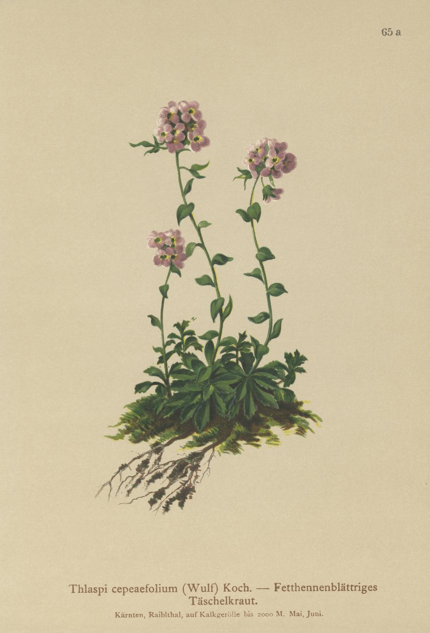 Pennycress (Thlaspi cepeaefolium) بواسطة المدرسة الألمانية