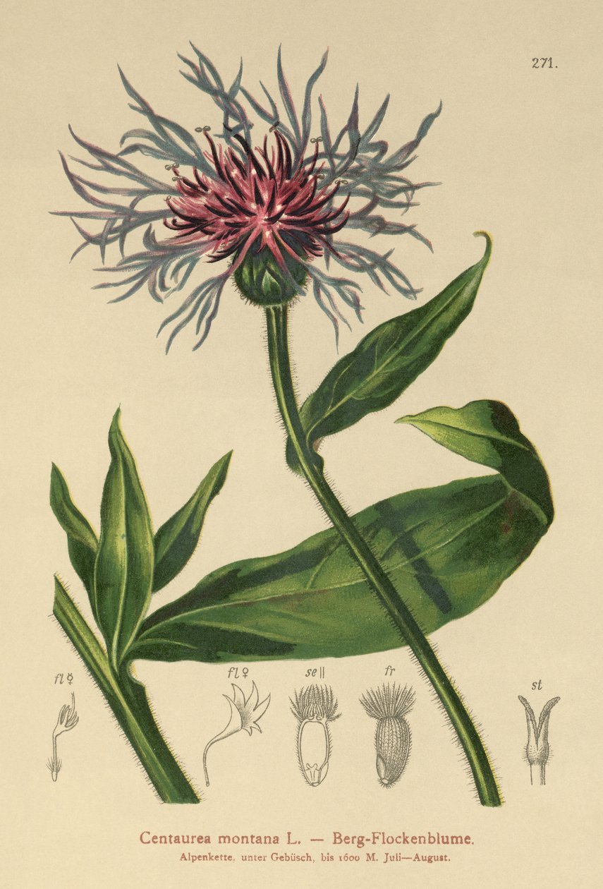 زهرة الذرة المعمرة (Centaurea montana) بواسطة المدرسة الألمانية