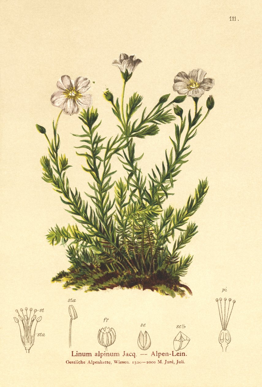 الكتان المعمر (Linum Alpena ، Linum perenne) بواسطة المدرسة الألمانية