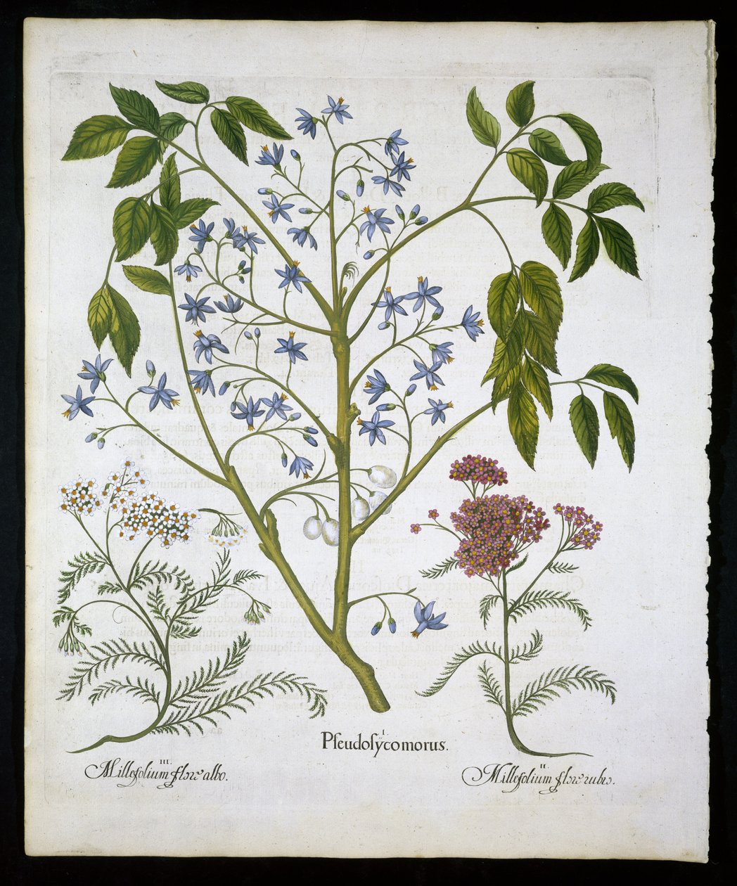 لوحة أرجواني ليلك أو فخر الهند ، وأخيليا ميلفوليوم (جنود الجرح) لوحة 136 من Hortus Eystettensis by Basil Besler (1561-1629) pub 1613 (نقش ملون باليد) بواسطة المدرسة الألمانية