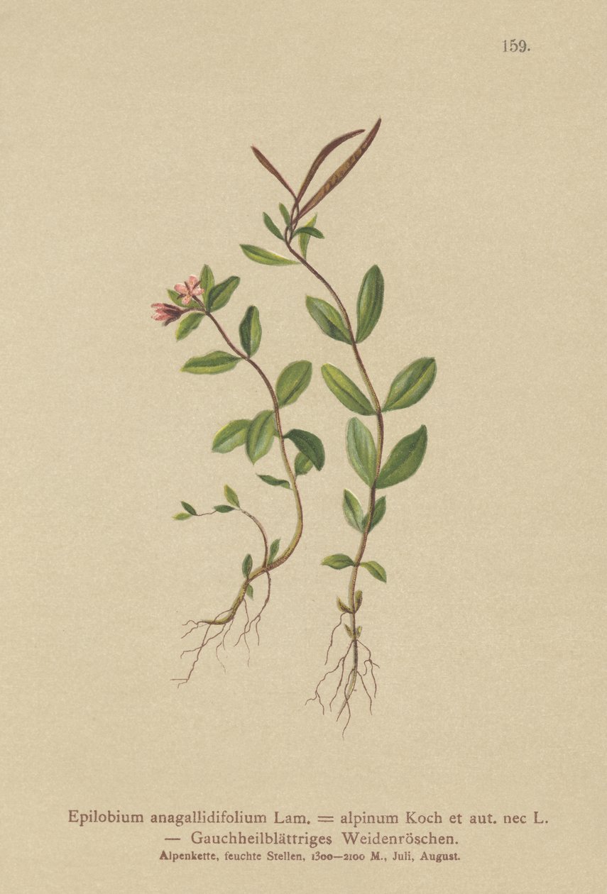 Pimpernel Willowherb (Epilobium anagallidifolium ، Epilobium alpinum) بواسطة المدرسة الألمانية