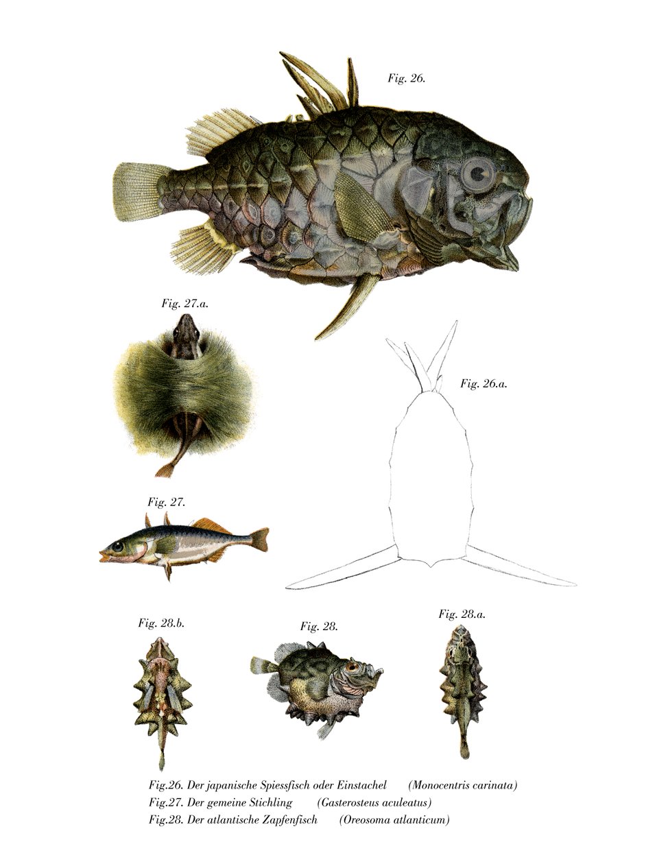 Pineconefish (لون litho) بواسطة المدرسة الألمانية