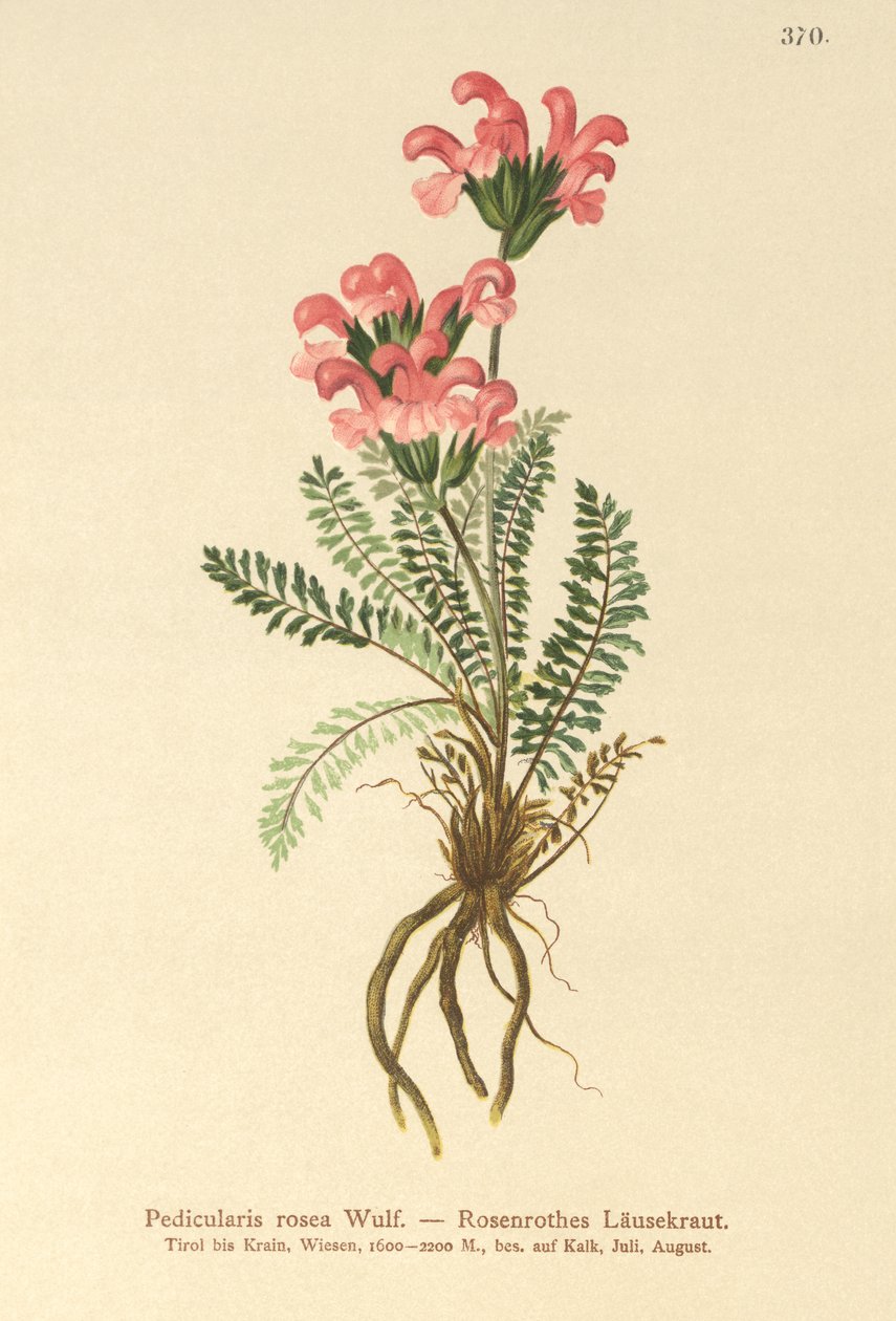 Pink Lousewort (Pedicularis rosea) بواسطة المدرسة الألمانية