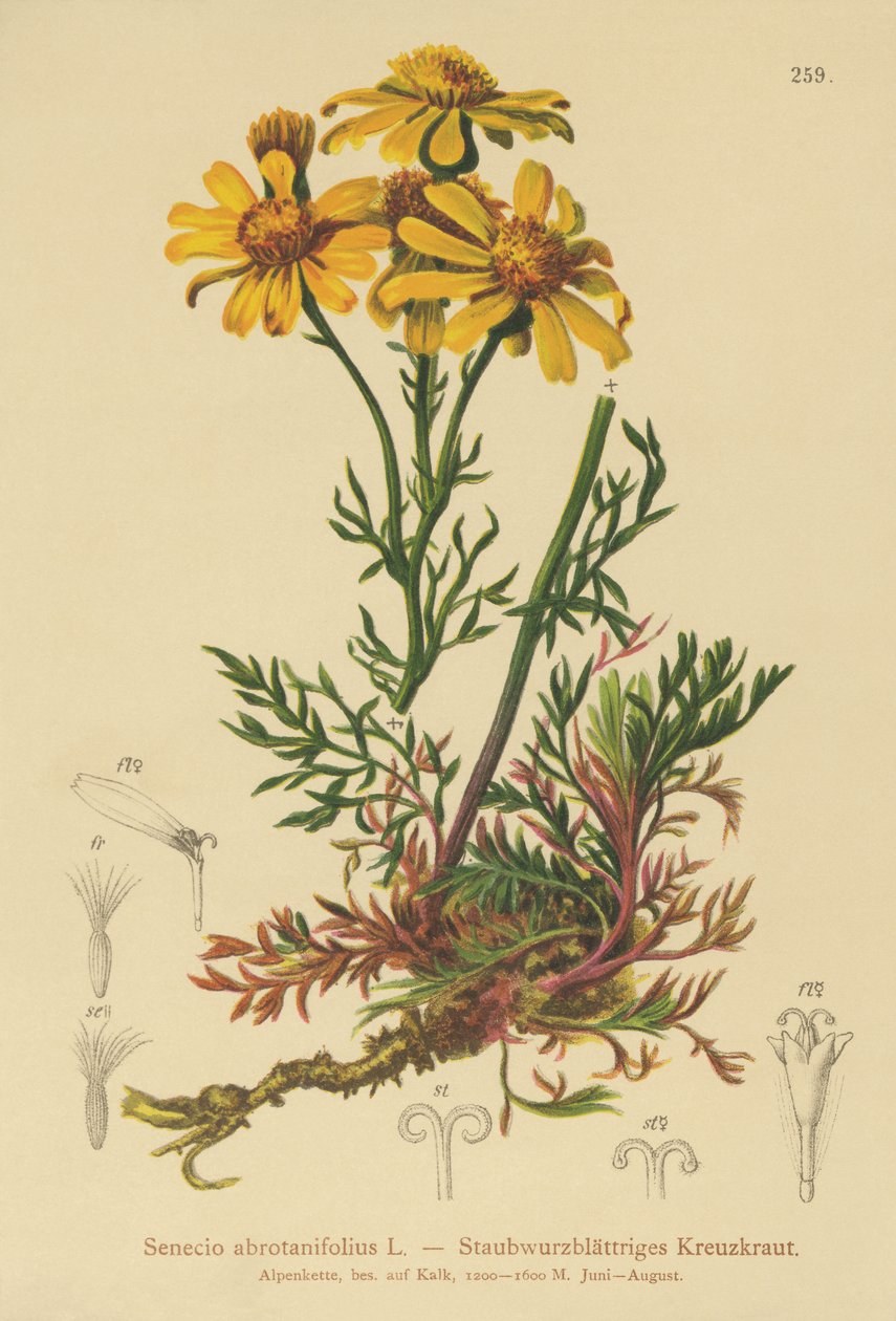 راجوورت ذو الأوراق المشطوفة (Senecio abrotanifolius ، Jacobaea abrotanifolia) بواسطة المدرسة الألمانية