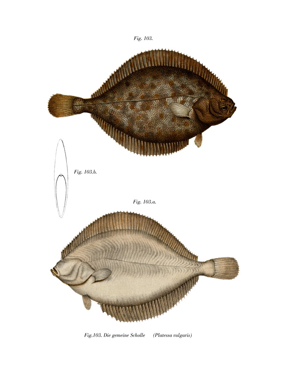 Plaice (لون ليثو) بواسطة المدرسة الألمانية