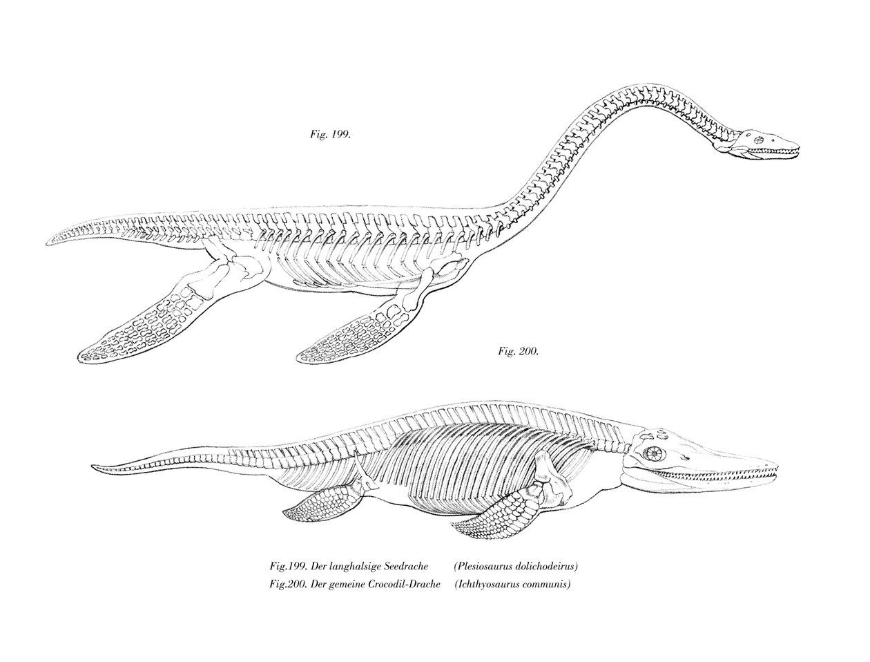 Plesiosaur (colour litho) بواسطة المدرسة الألمانية