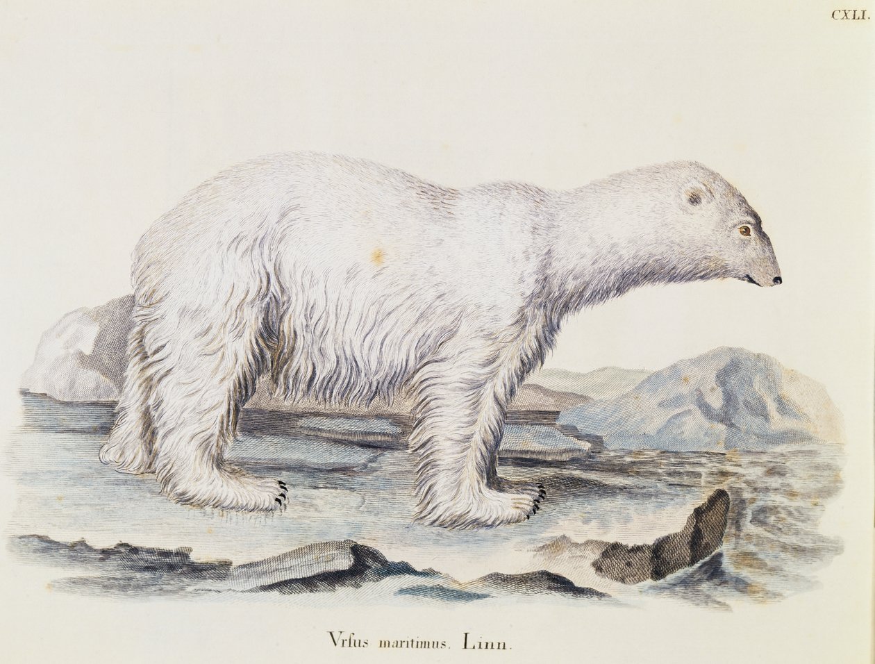 Polar bear (Ursus maritimus), from Mammals illustrated from Nature with descriptions, by Johann Christian Daniel von Schreber (1739-1810), engraving by IC Bock after drawing by Marechal, volume 3, table 141, Germany بواسطة المدرسة الألمانية