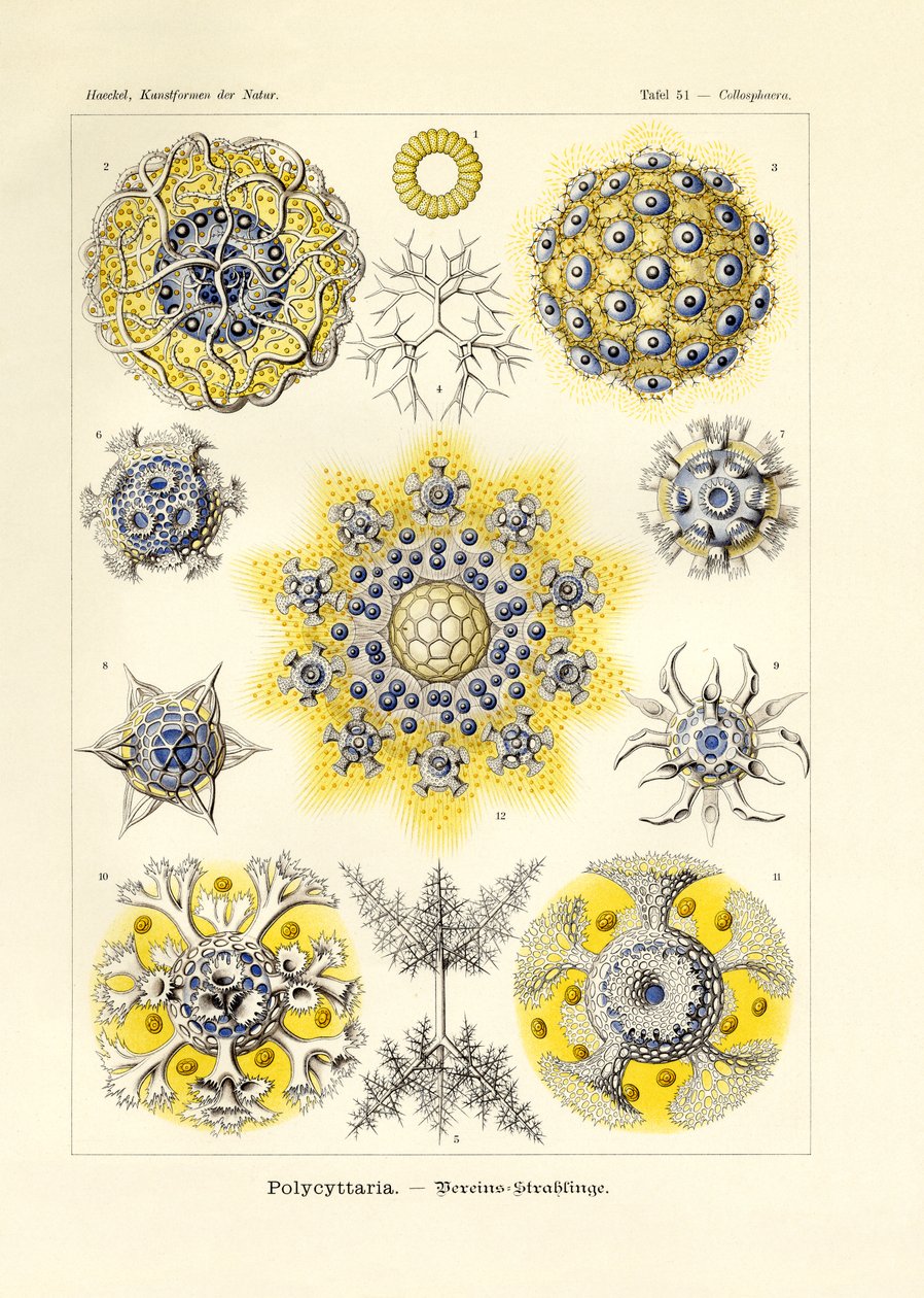 Polycyttaria بواسطة المدرسة الألمانية