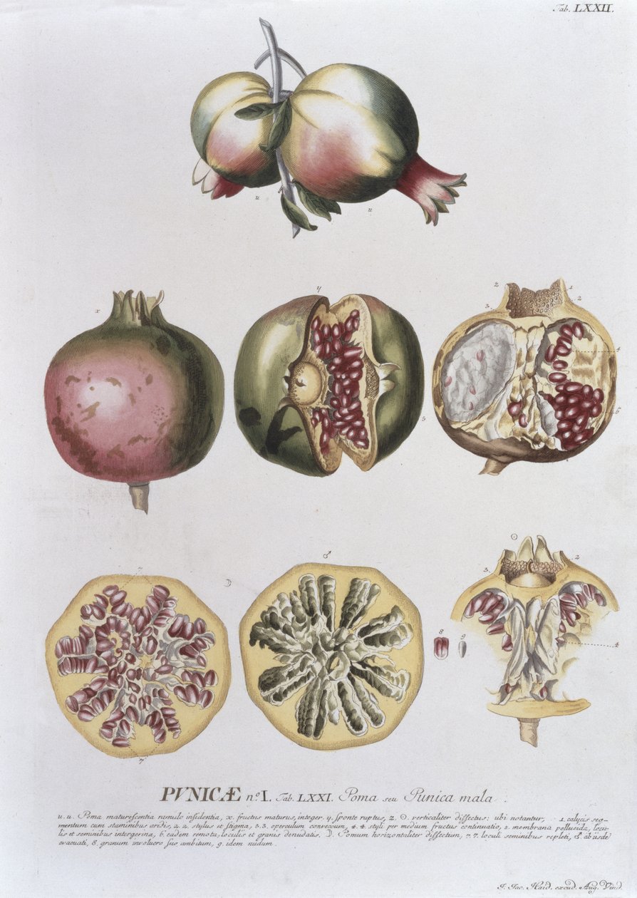 الرمان ، محفور من قبل يوهان جاكوب هايد (1704-67) لوحة 72 من كتاب نباتي ، حانة. بواسطة أوغسطس فيند بواسطة المدرسة الألمانية