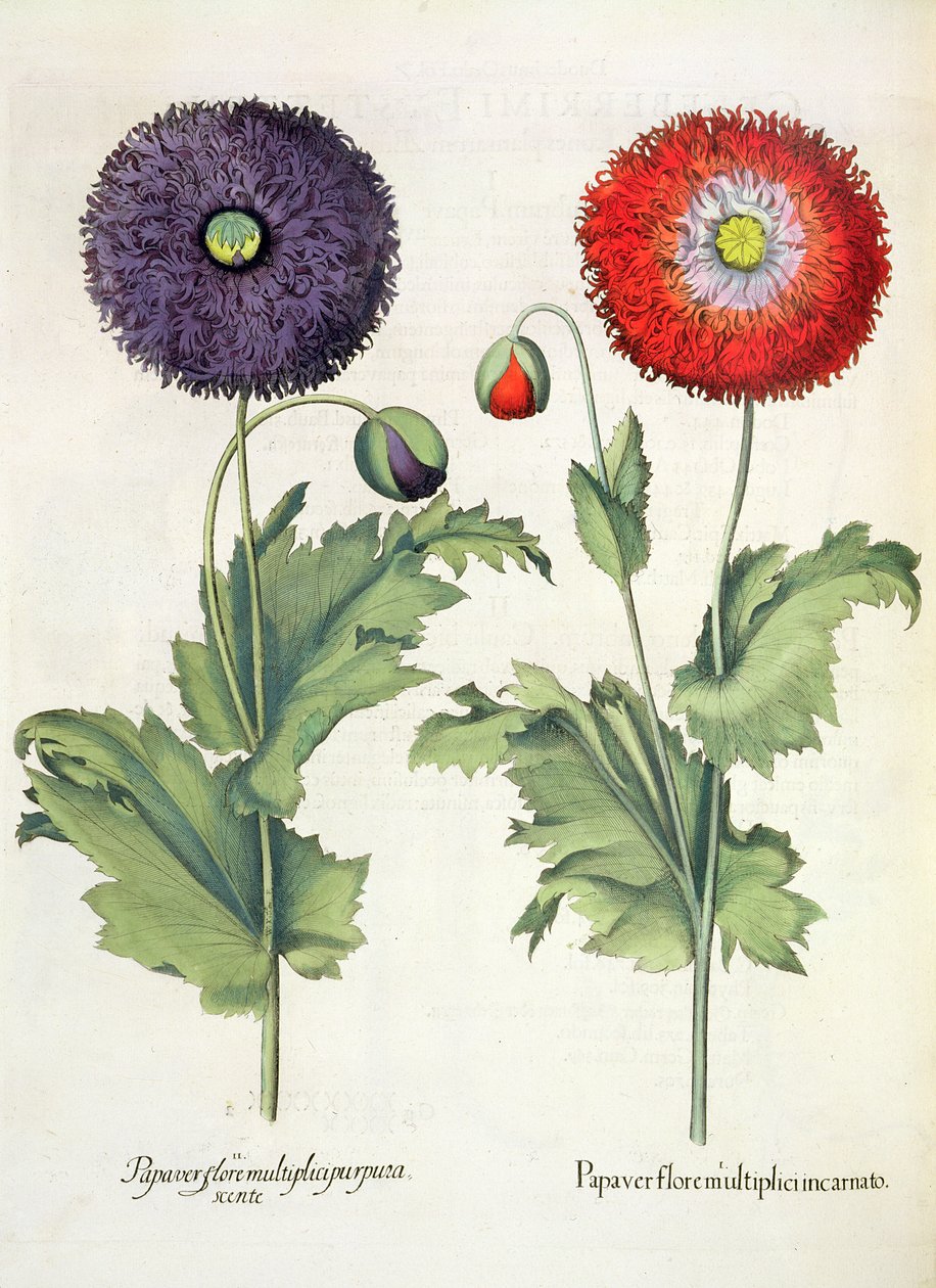 الخشخاش: 1.Papaver تتفتح اللحم متعددة. 2- أوراق نباتية أرجوانية متعددة ، من Eystettensis بقلم Basil Besler (1561-1629) ، حانة. 1613 بواسطة المدرسة الألمانية