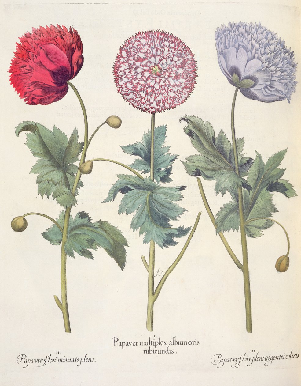 الخشخاش ، أحمر 1.Papaver متعددة الألبومات ؛ 2.زهرة الورق بلورات Miniato الكاملة ؛ 3.بابيه زهرة pensaver plensargentei ، من Eystettensis بقلم Basil Besler (1561-1629) ، حانة. 1613 بواسطة المدرسة الألمانية