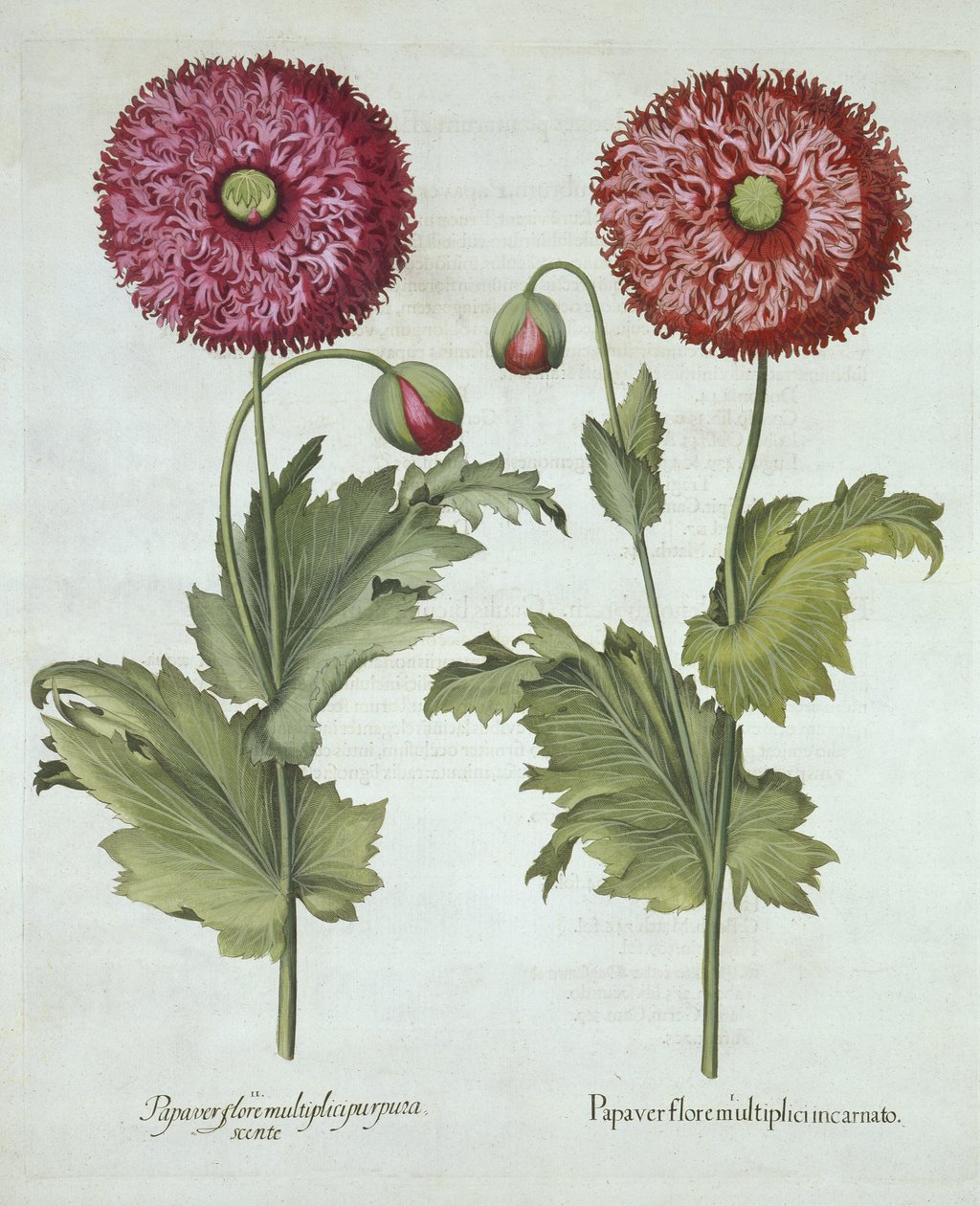 الخشخاش ، من Hortus Eystettensis ، بواسطة Basil Besler (1561-1629) حانة. 1613 بواسطة المدرسة الألمانية