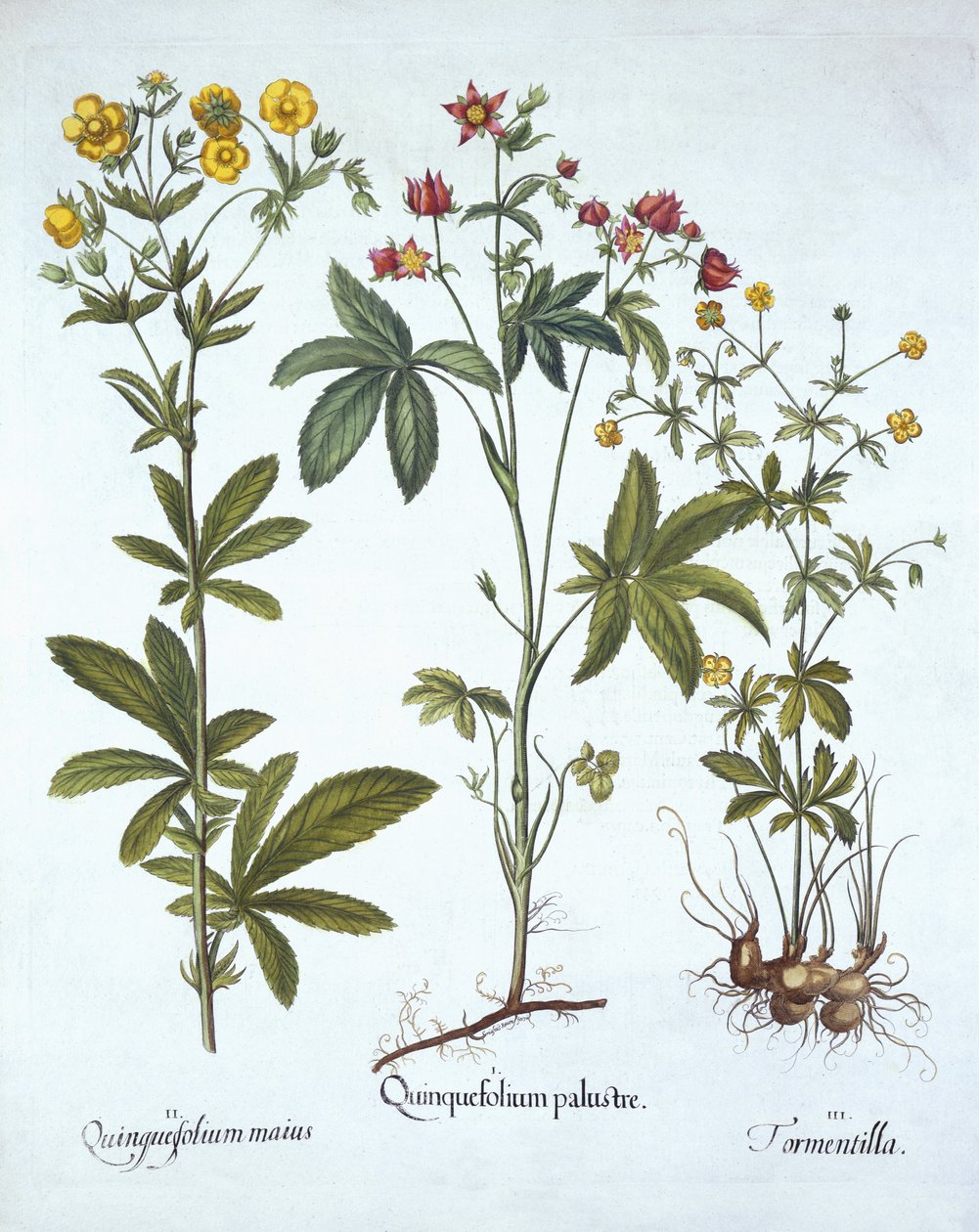 Potentillas ، من Hortus Eystettensis ، بقلم باسل بيسلر (1561-1629) ، حانة. 1613 (نقش يدوي) بواسطة المدرسة الألمانية