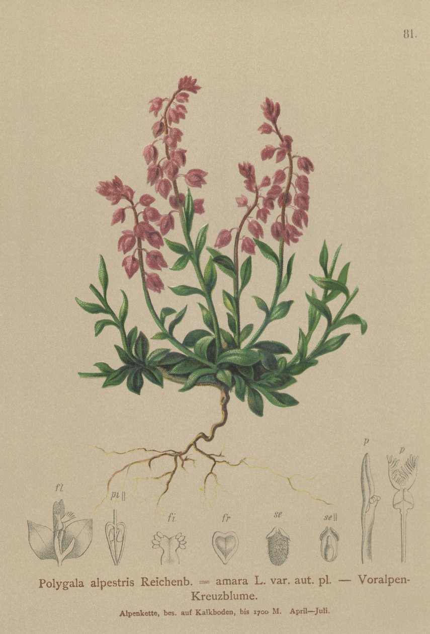 Prealpine Milkwort (Polygala alpestris ، Polygala amara var. aut. pl. ، Polygala brachyptera) بواسطة المدرسة الألمانية