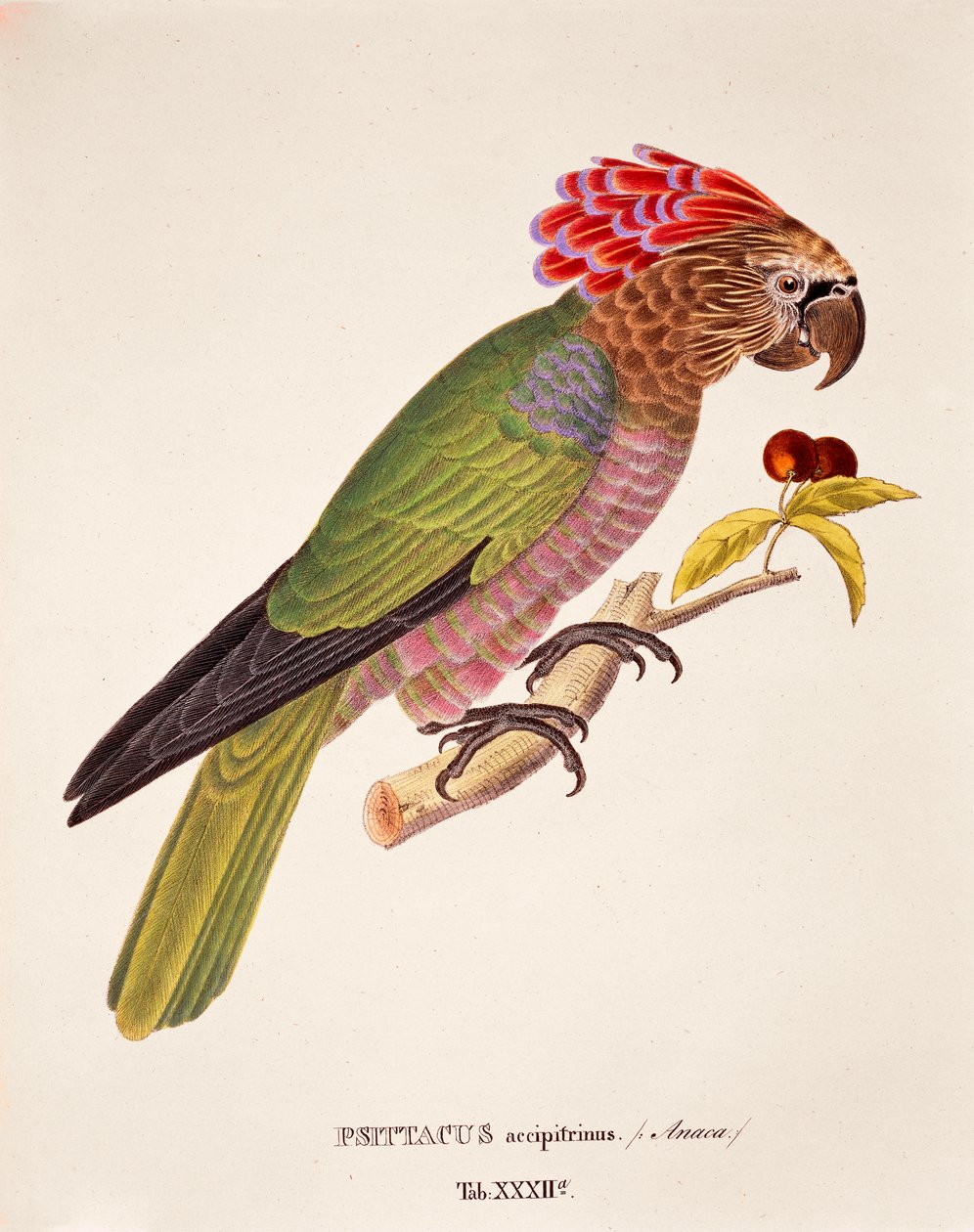 Psittacus Accipitrinus, table XXXII from 