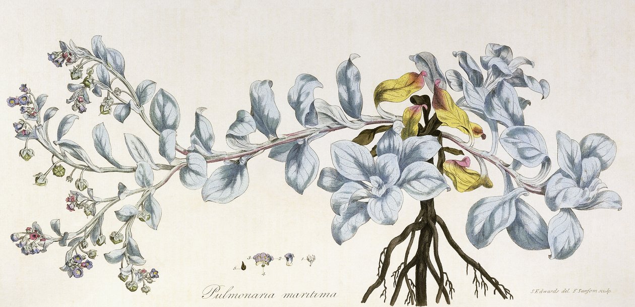 بولموناريا ماريتيما ، 1785-1788 بواسطة المدرسة الألمانية