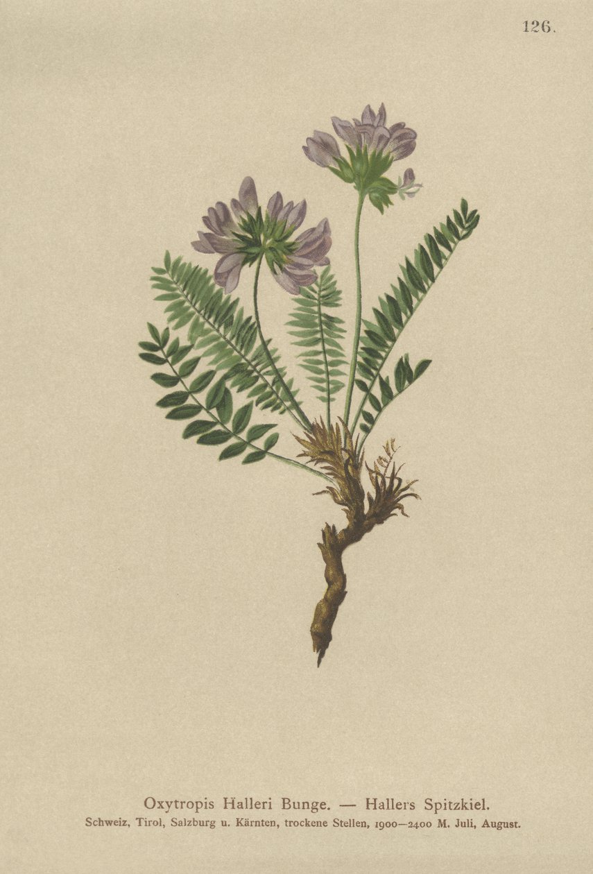 Oxytropis الأرجواني (الولايات Oxytropis) بواسطة المدرسة الألمانية