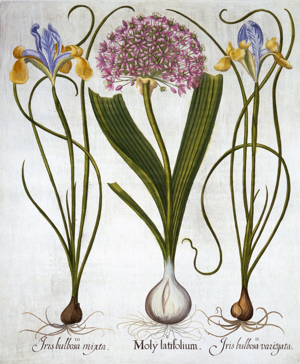 الإحساس الأرجواني ، والقزحية الإسبانية ، من Hortus Eystettensis ، بقلم باسل بيسلر (1561-1629) ، حانة. 1613 (نقش يدوي) بواسطة المدرسة الألمانية